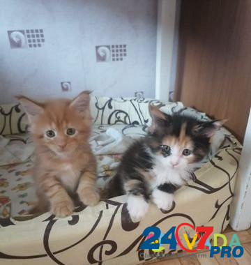 Кошка Sosnovka - photo 2