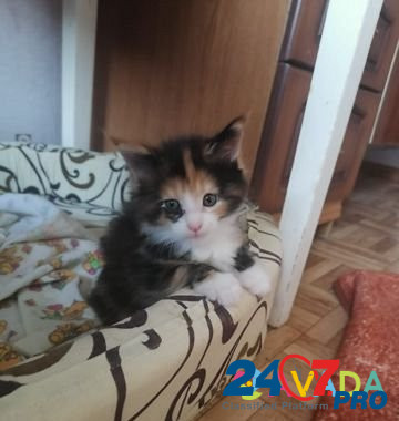 Кошка Sosnovka - photo 3