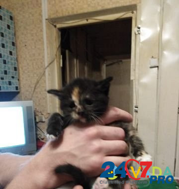Кошка Подольск - изображение 2