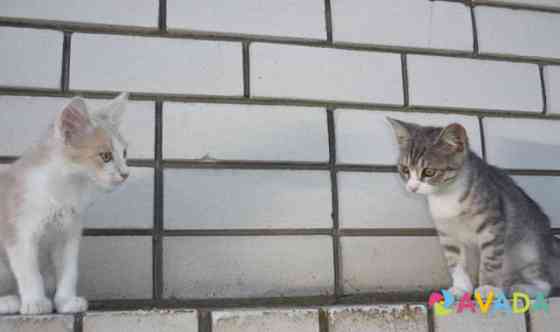 Кошка и кот Михайловка