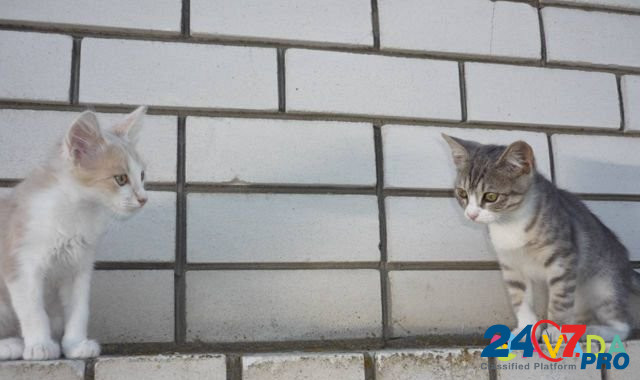 Кошка и кот Михайловка - изображение 1