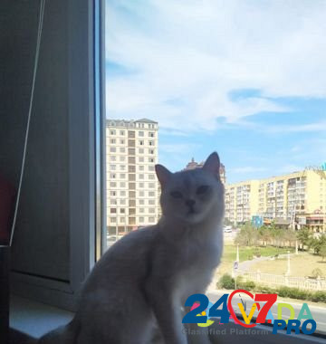 Кошка Каспийск - изображение 1