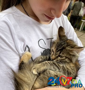 Котёнок Obninsk - photo 6
