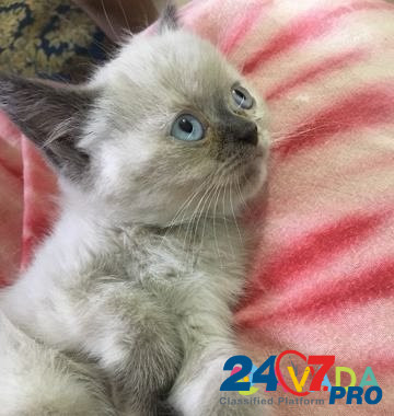 Персидские котята Khasavyurt - photo 2