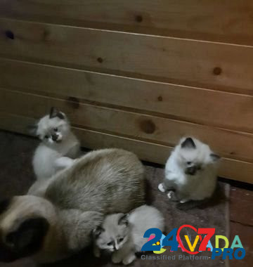 Кошки Ryazan' - photo 3