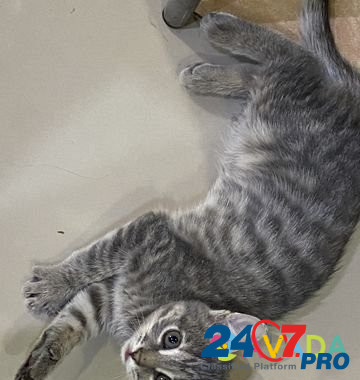 Кошка Пермь - изображение 3