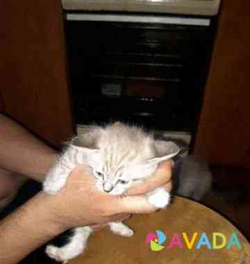 Котята в добрые руки Zvenigorod