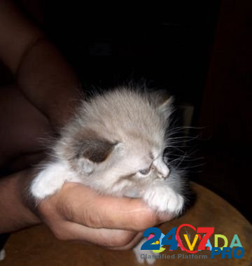 Котята в добрые руки Zvenigorod - photo 5