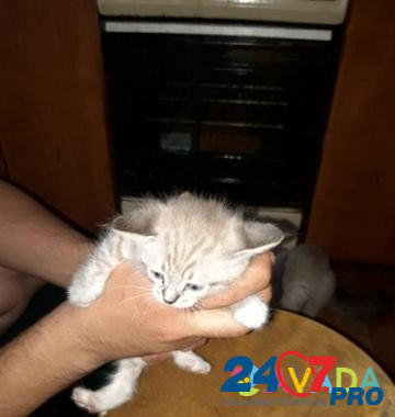 Котята в добрые руки Zvenigorod - photo 3