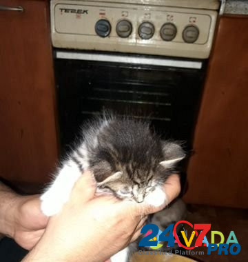 Котята в добрые руки Zvenigorod - photo 2