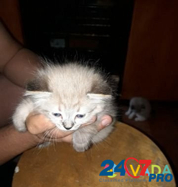 Котята в добрые руки Zvenigorod - photo 4