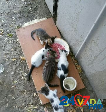 Выброшенные котята Азов - изображение 1