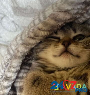 Кошка Smolensk - photo 2
