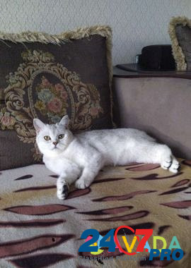 Кошка Kaspiysk - photo 2