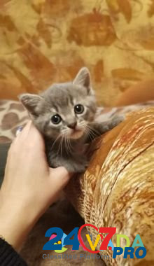 Отдаю котёнка девочку в добрые руки Smolensk - photo 3