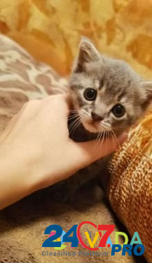 Отдаю котёнка девочку в добрые руки Smolensk - photo 1
