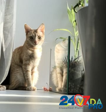 Кошка Дубна - изображение 1