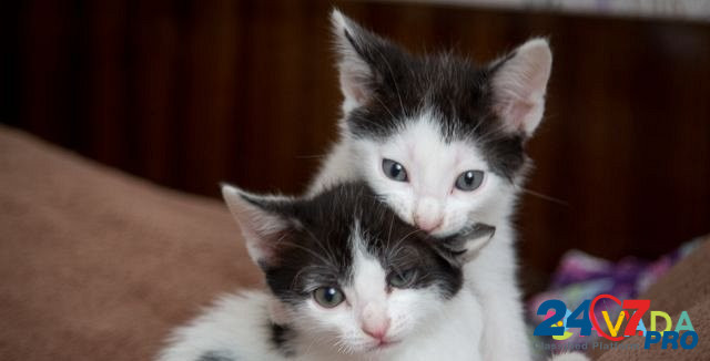 Ласковые котята В добрые руки Verkhniy Tagil - photo 5