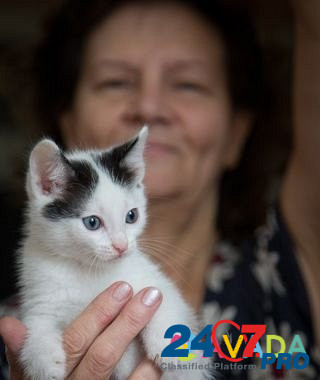 Ласковые котята В добрые руки Verkhniy Tagil - photo 6