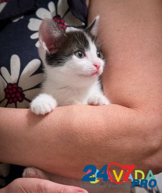 Ласковые котята В добрые руки Verkhniy Tagil - photo 3