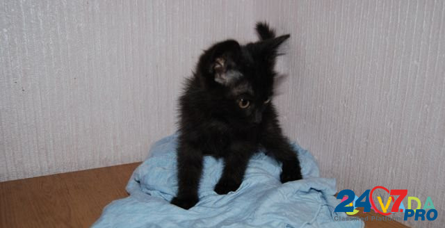 Кошечка 1 мес Astrakhan' - photo 4