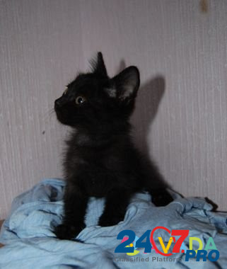Кошечка 1 мес Astrakhan' - photo 5