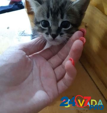 Отдам котят в добрые руки бесплатно 1 месяц Izhevsk - photo 5