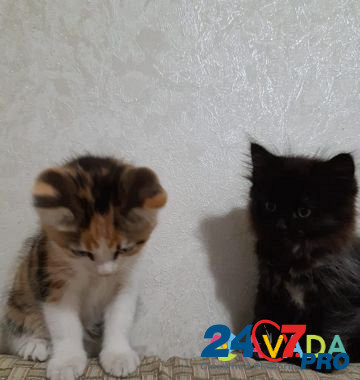 Кошка Krymsk - photo 1