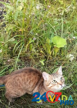 Кот на случку Murino - photo 2