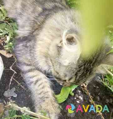 Сибирская кошка Белореченск