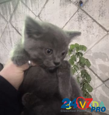 Котенок девочка в добрые руки Брянск - изображение 5