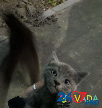 Котенок девочка в добрые руки Брянск - изображение 2