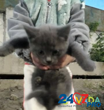 Котенок девочка в добрые руки Bryanskoye - photo 1