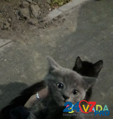 Котенок девочка в добрые руки Брянск - изображение 3
