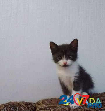 Кошка Tver - photo 1