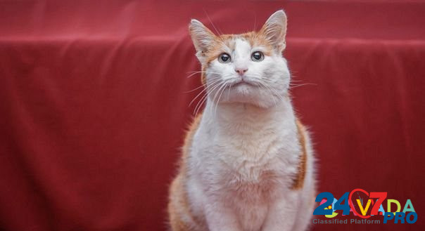 Найден кот Obninsk - photo 1