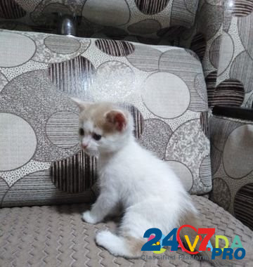 Котёнок Bataysk - photo 3