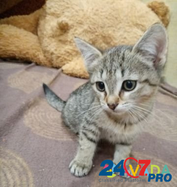 Ребёнок кошки Vologda - photo 1
