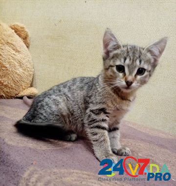 Ребёнок кошки Vologda - photo 2