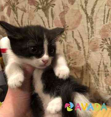 Котята в добрые руки 1,5 месяца Saratov
