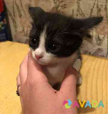 Котята в добрые руки 1,5 месяца Saratov