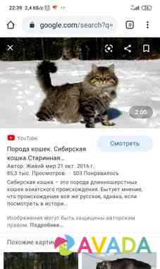 Возьму в дар котенка сибирской породы. Фото можно Yuzhnoural'sk