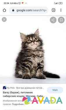 Возьму в дар котенка сибирской породы. Фото можно Южноуральск