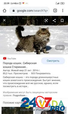Возьму в дар котенка сибирской породы. Фото можно Yuzhnoural'sk - photo 1