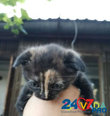 Котенок Klintsy - photo 2