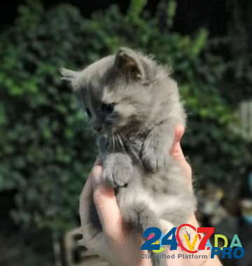 Кошка Astrakhan' - photo 1