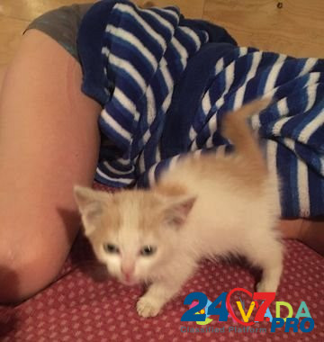 Котёнок Izhevsk - photo 1