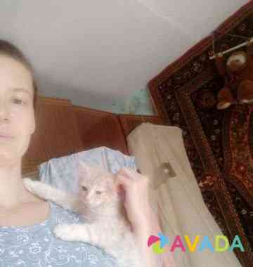 Кошка Livny