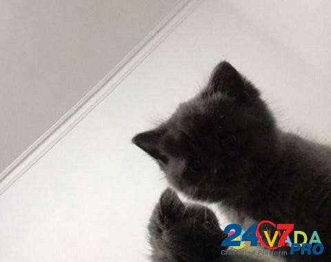 Котёнок,1,5месяца,приучен к лотку Khasavyurt - photo 1