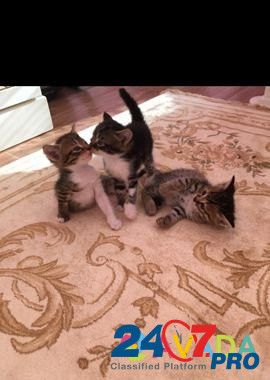 Котятки интересного окраса Izberbash - photo 5